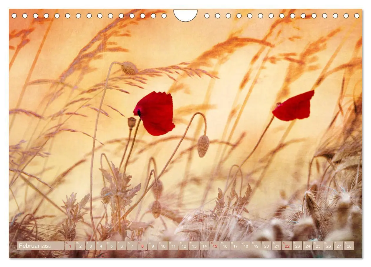 Bild: 9783457933473 | Mohnblumen - Fotografie mit Magie (Wandkalender 2026 DIN A4 quer),...