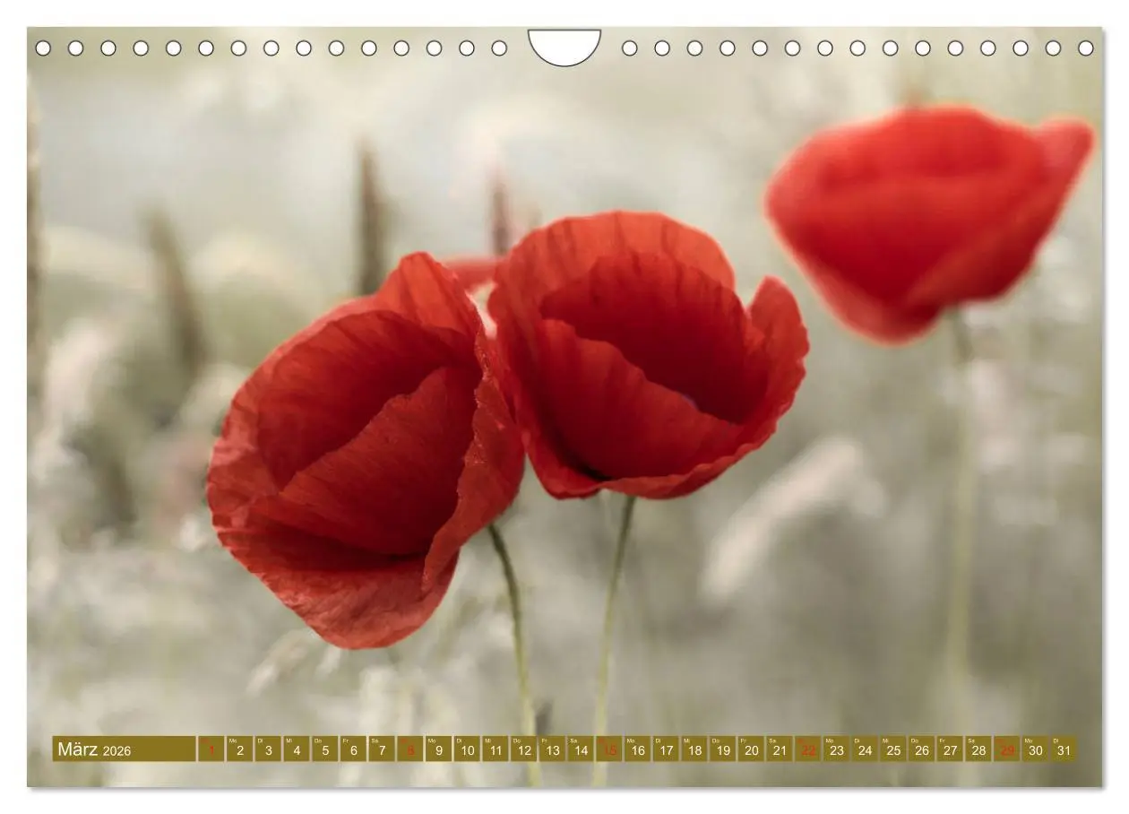 Bild: 9783457933473 | Mohnblumen - Fotografie mit Magie (Wandkalender 2026 DIN A4 quer),...
