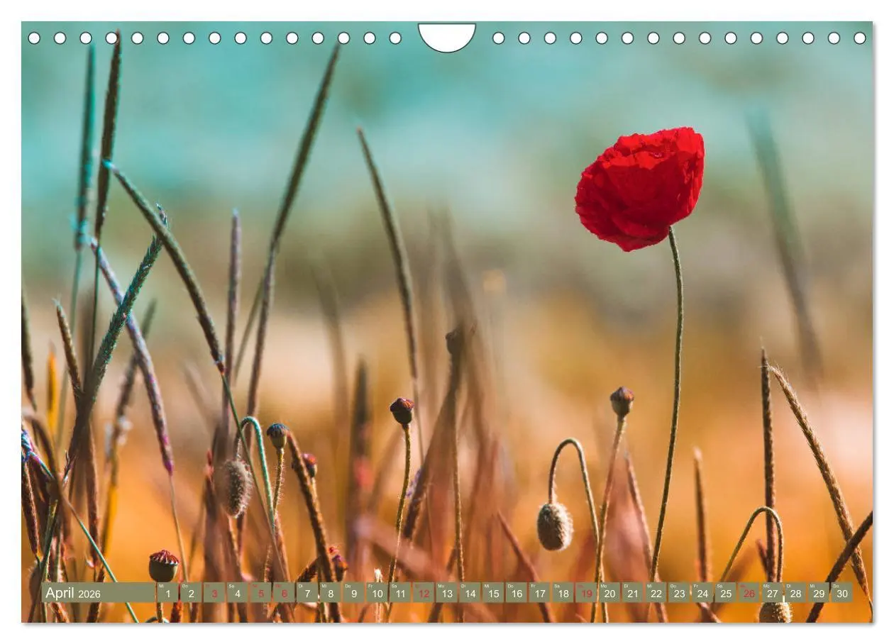 Bild: 9783457933473 | Mohnblumen - Fotografie mit Magie (Wandkalender 2026 DIN A4 quer),...