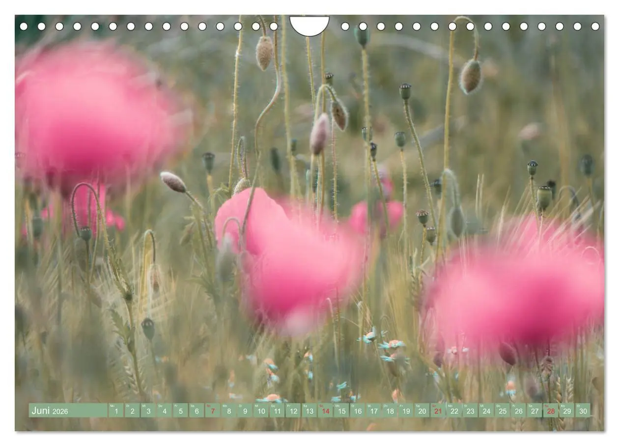 Bild: 9783457933473 | Mohnblumen - Fotografie mit Magie (Wandkalender 2026 DIN A4 quer),...
