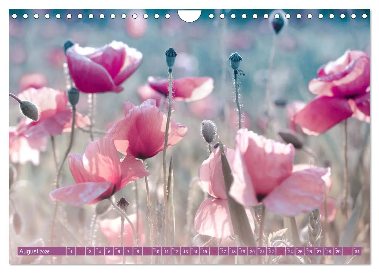 Bild: 9783457933473 | Mohnblumen - Fotografie mit Magie (Wandkalender 2026 DIN A4 quer),...