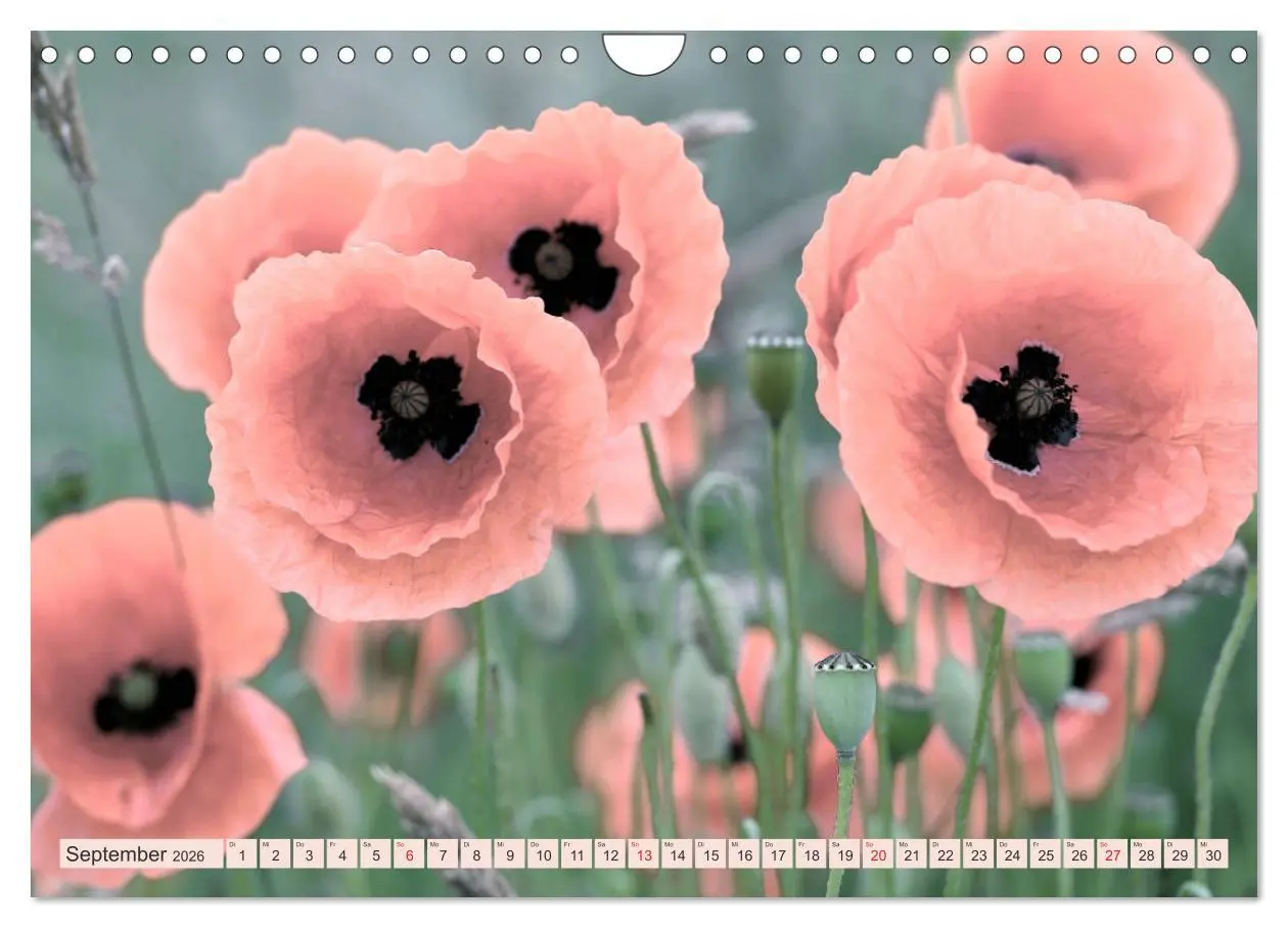 Bild: 9783457933473 | Mohnblumen - Fotografie mit Magie (Wandkalender 2026 DIN A4 quer),...