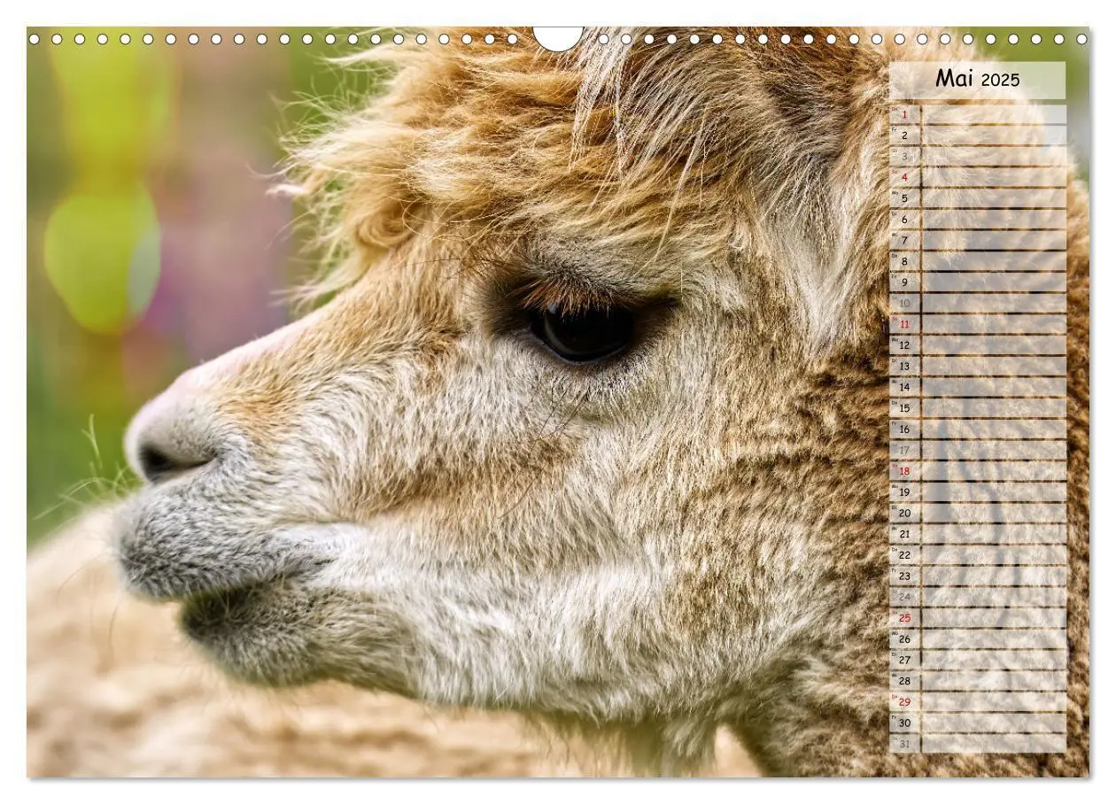 Bild: 9783383983573 | Alpaka, coole Typen mit wilden Frisuren (Wandkalender 2025 DIN A3...
