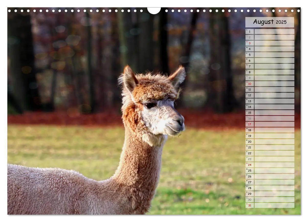 Bild: 9783383983573 | Alpaka, coole Typen mit wilden Frisuren (Wandkalender 2025 DIN A3...