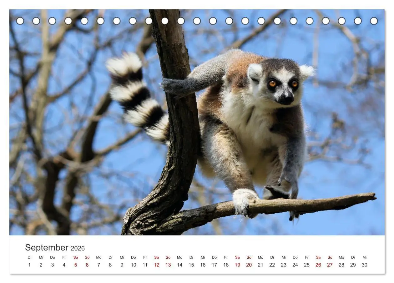 Bild: 9783457613573 | Madagaskar - Eine traumhafte Insel. (Tischkalender 2026 DIN A5...