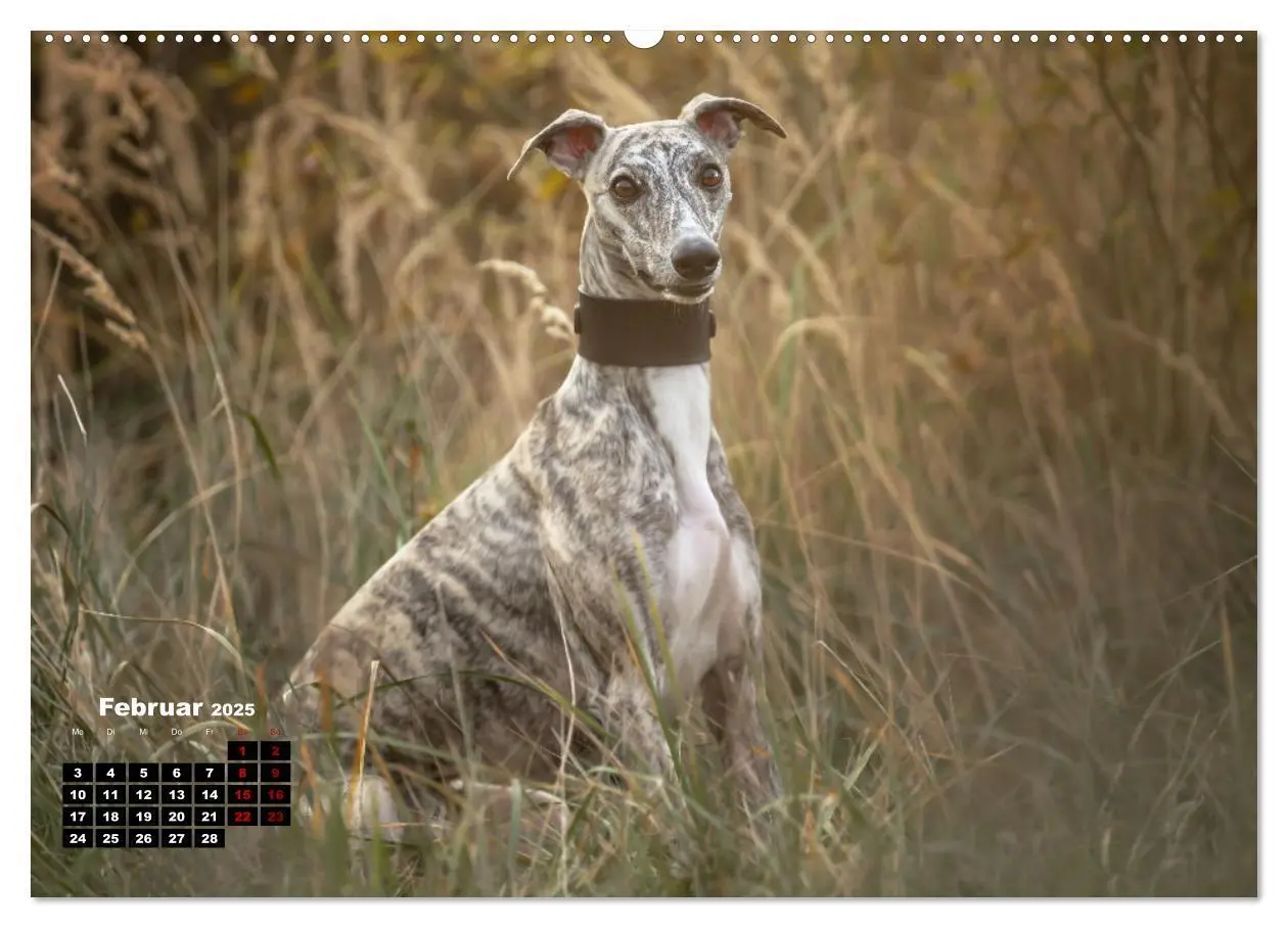 Bild: 9783383973673 | WHIPPETS - SCHNELL UND SCHÖN (Wandkalender 2025 DIN A2 quer),...