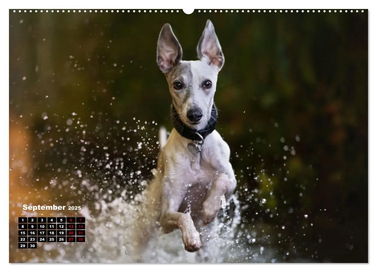 Bild: 9783383973673 | WHIPPETS - SCHNELL UND SCHÖN (Wandkalender 2025 DIN A2 quer),...