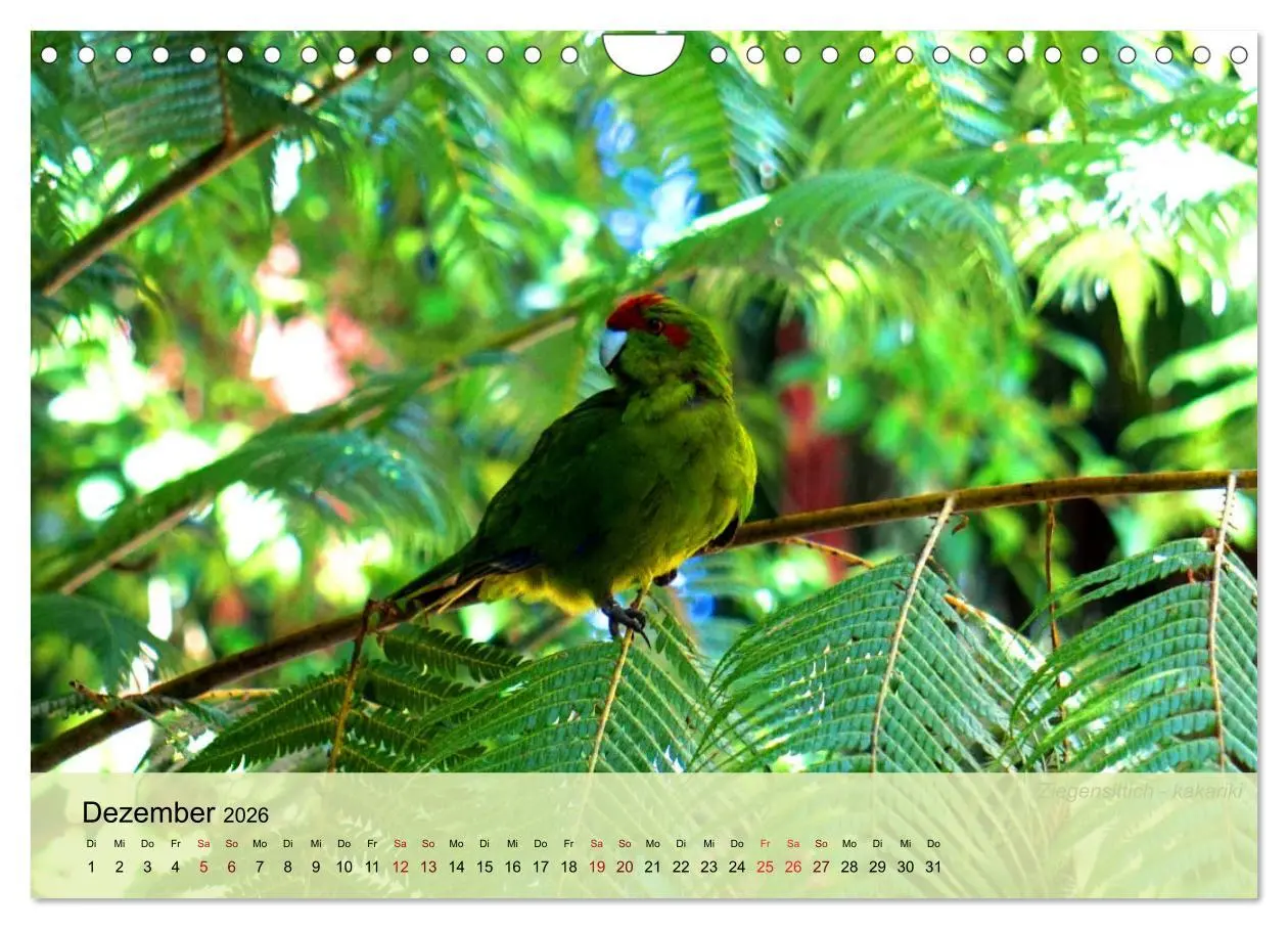 Bild: 9783457773673 | Neuseelands Vogelwelt (Wandkalender 2026 DIN A4 quer), CALVENDO...
