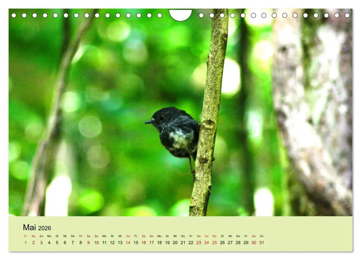 Bild: 9783457773673 | Neuseelands Vogelwelt (Wandkalender 2026 DIN A4 quer), CALVENDO...