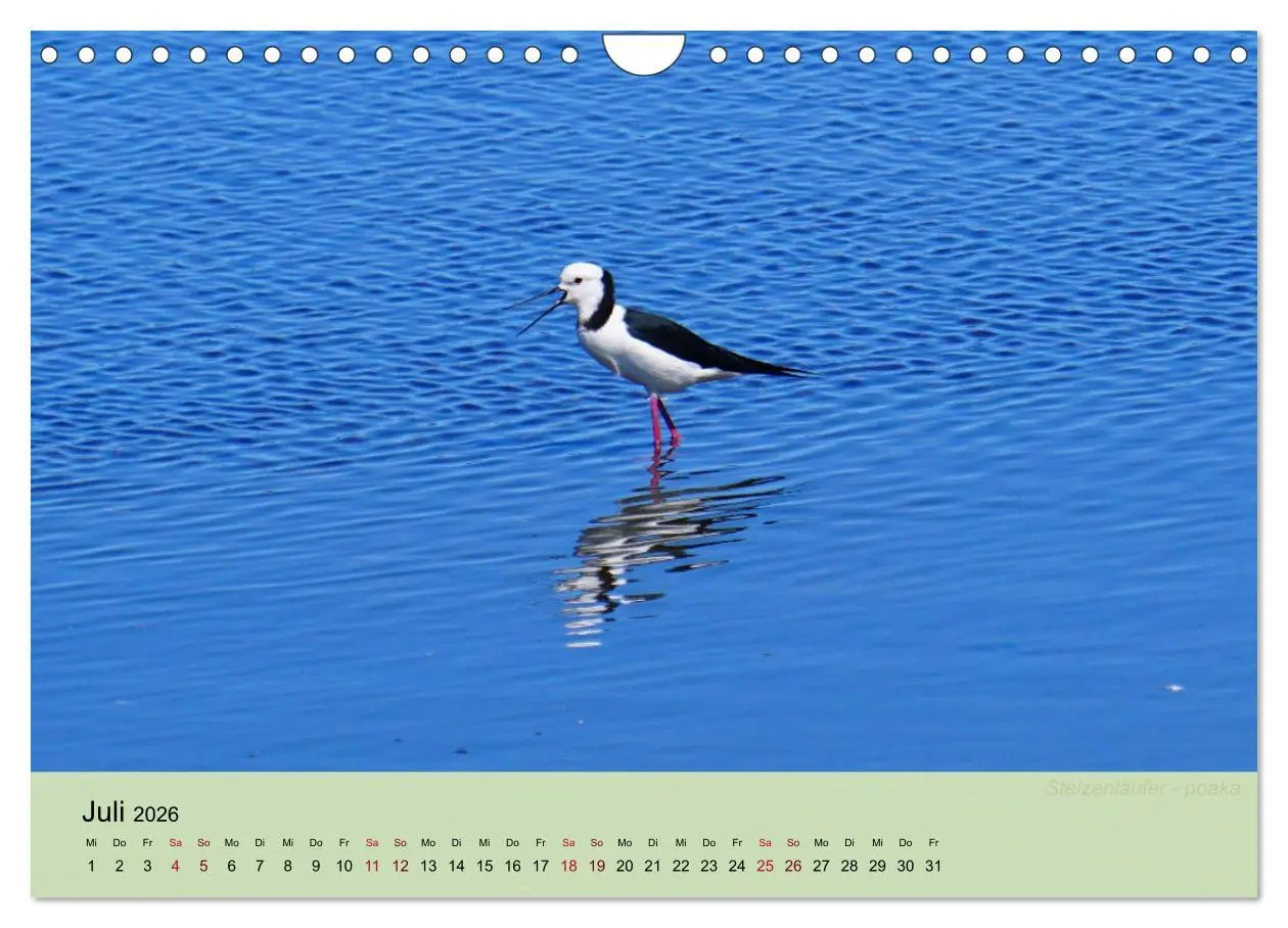 Bild: 9783457773673 | Neuseelands Vogelwelt (Wandkalender 2026 DIN A4 quer), CALVENDO...