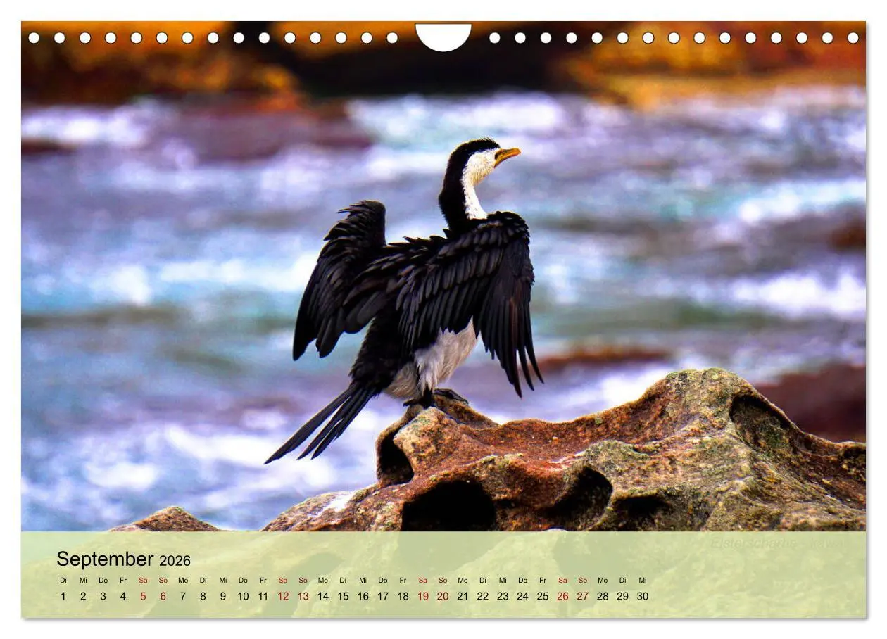 Bild: 9783457773673 | Neuseelands Vogelwelt (Wandkalender 2026 DIN A4 quer), CALVENDO...