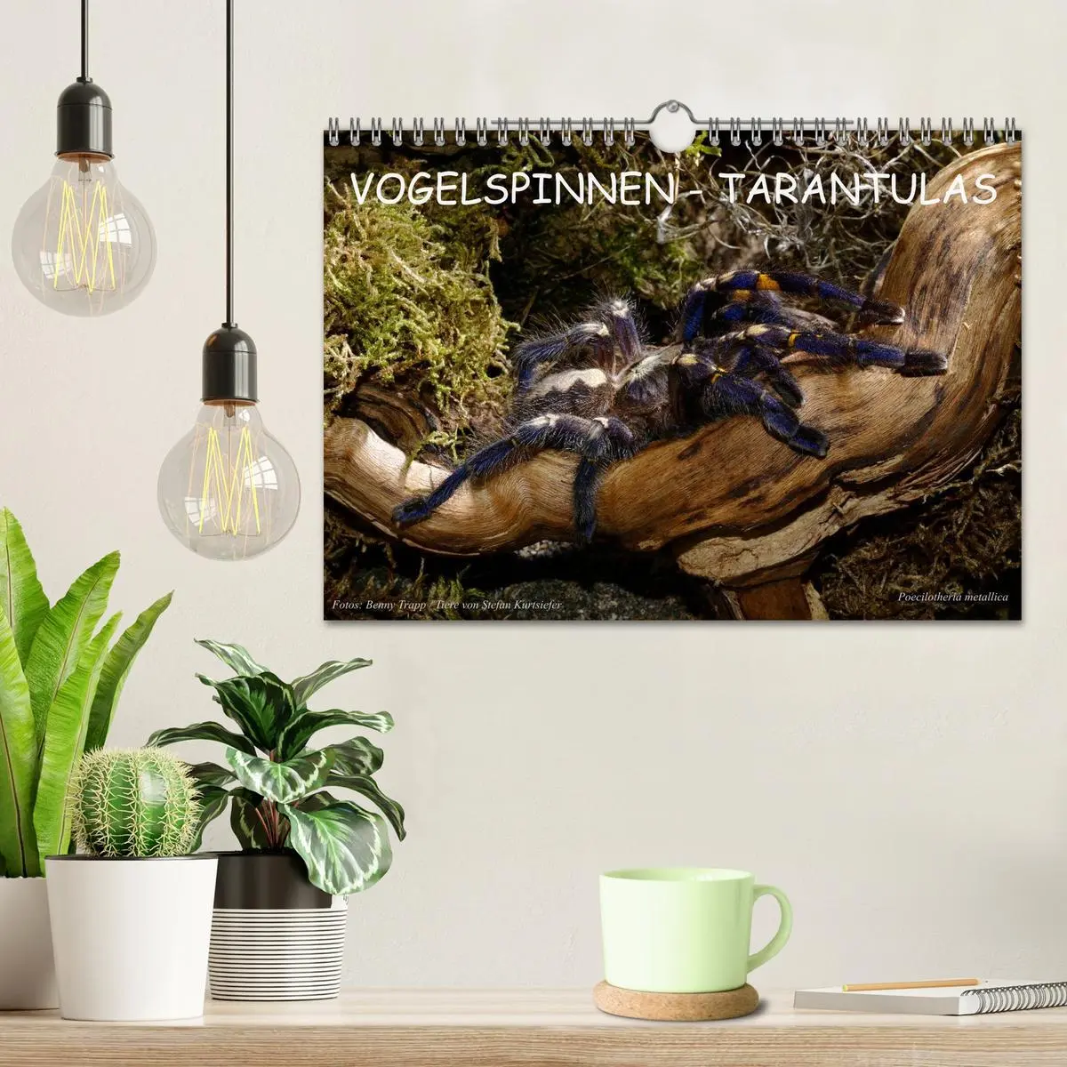 Bild: 9783516173673 | Vogelspinnen - Tarantulas (Wandkalender 2026 DIN A4 quer), CALVENDO...