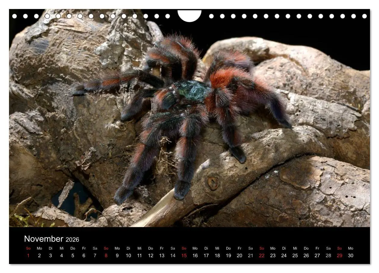 Bild: 9783516173673 | Vogelspinnen - Tarantulas (Wandkalender 2026 DIN A4 quer), CALVENDO...