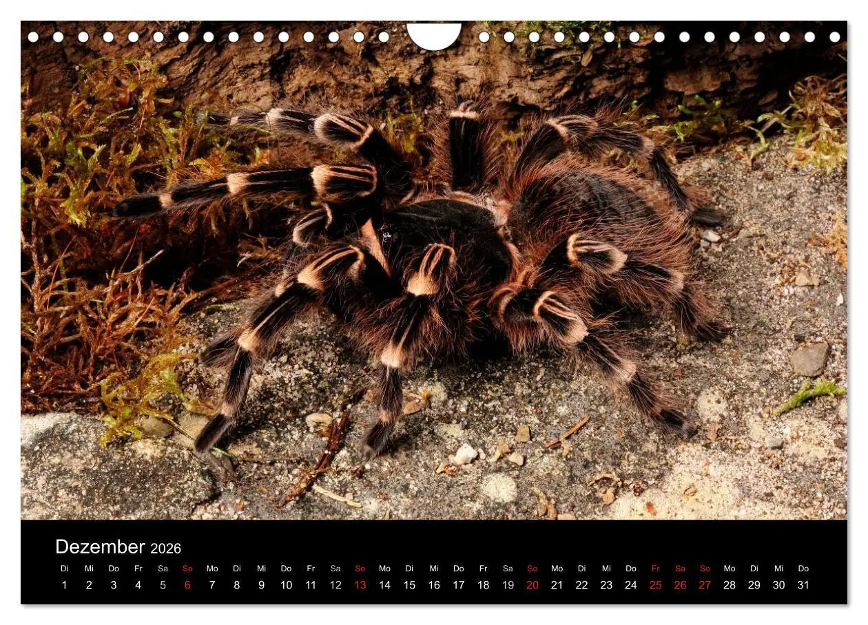 Bild: 9783516173673 | Vogelspinnen - Tarantulas (Wandkalender 2026 DIN A4 quer), CALVENDO...