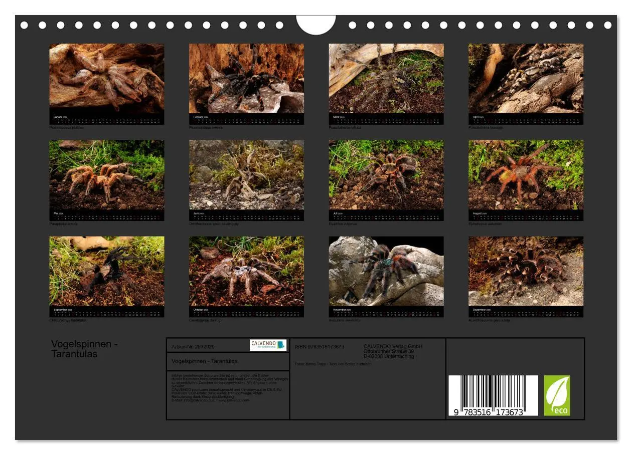Bild: 9783516173673 | Vogelspinnen - Tarantulas (Wandkalender 2026 DIN A4 quer), CALVENDO...