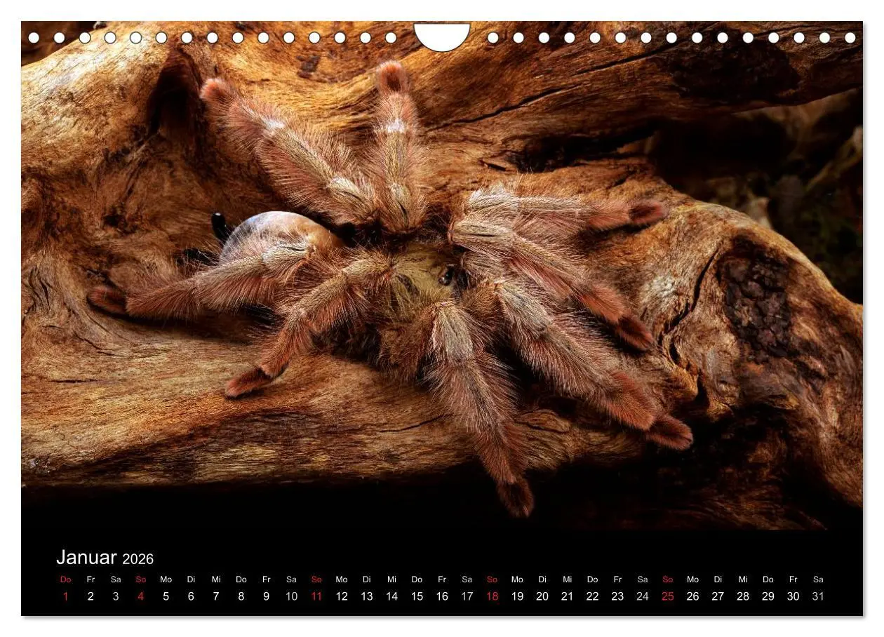 Bild: 9783516173673 | Vogelspinnen - Tarantulas (Wandkalender 2026 DIN A4 quer), CALVENDO...