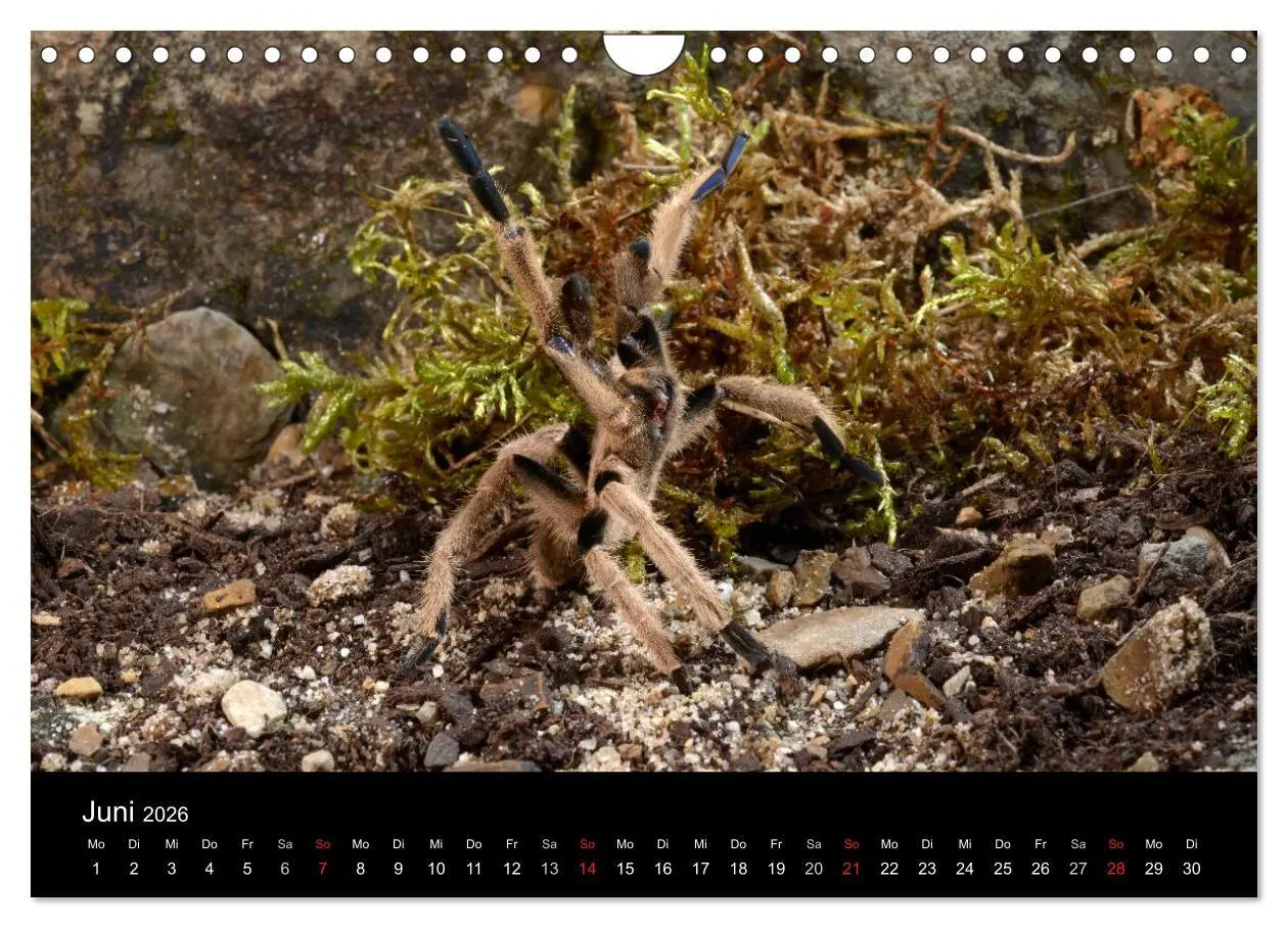 Bild: 9783516173673 | Vogelspinnen - Tarantulas (Wandkalender 2026 DIN A4 quer), CALVENDO...