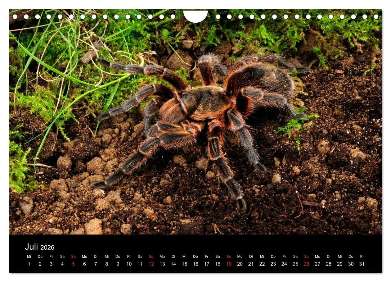 Bild: 9783516173673 | Vogelspinnen - Tarantulas (Wandkalender 2026 DIN A4 quer), CALVENDO...