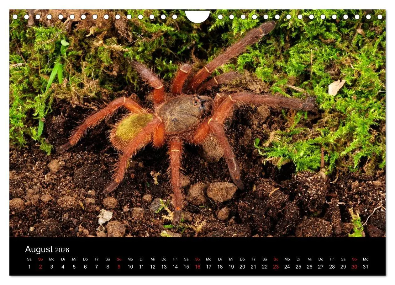 Bild: 9783516173673 | Vogelspinnen - Tarantulas (Wandkalender 2026 DIN A4 quer), CALVENDO...