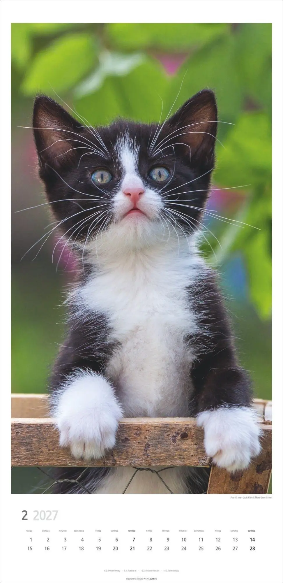 Bild: 9783839903773 | Katzen Kalender 2027 | Marie-Luce Hubert | Kalender | Spiralbindung