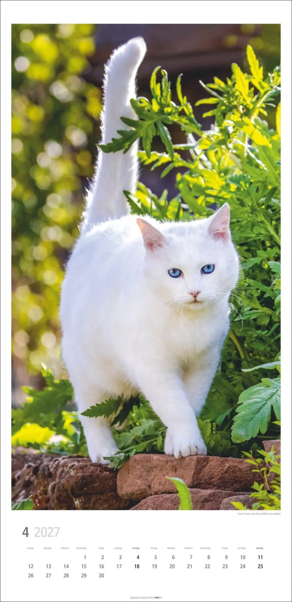Bild: 9783839903773 | Katzen Kalender 2027 | Marie-Luce Hubert | Kalender | Spiralbindung