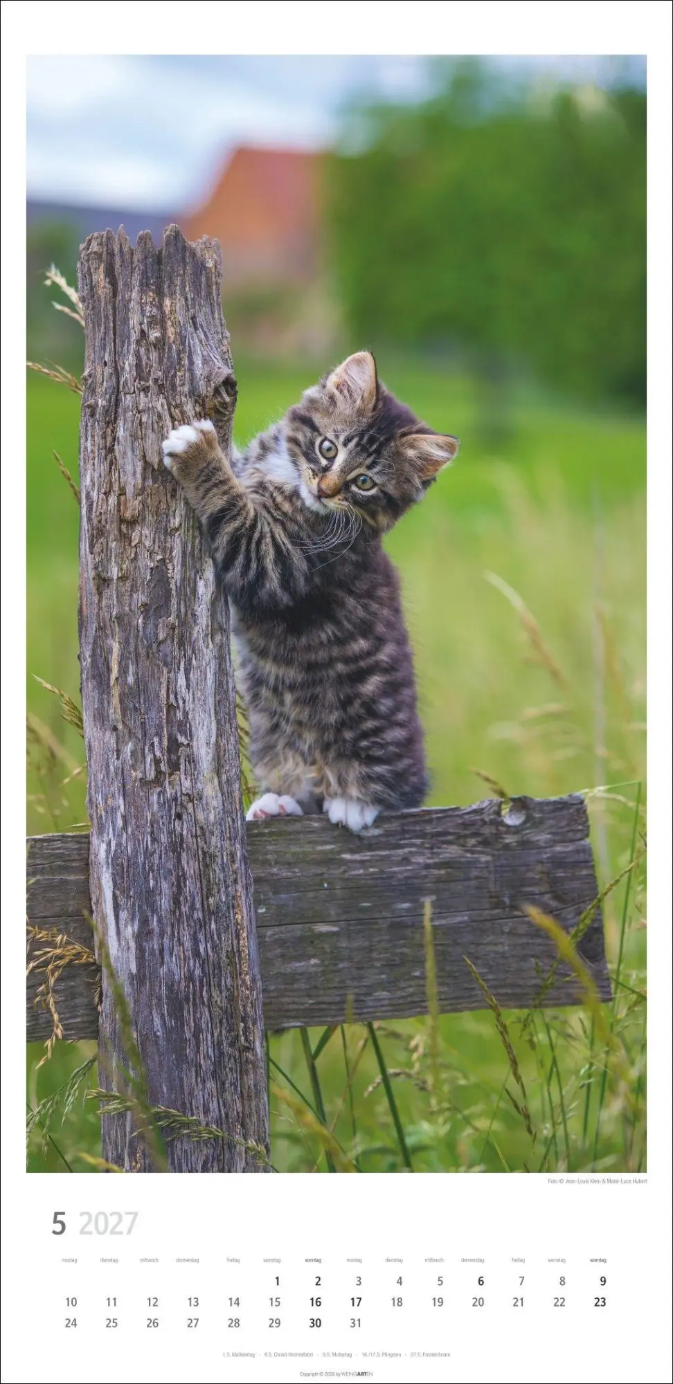 Bild: 9783839903773 | Katzen Kalender 2027 | Marie-Luce Hubert | Kalender | Spiralbindung