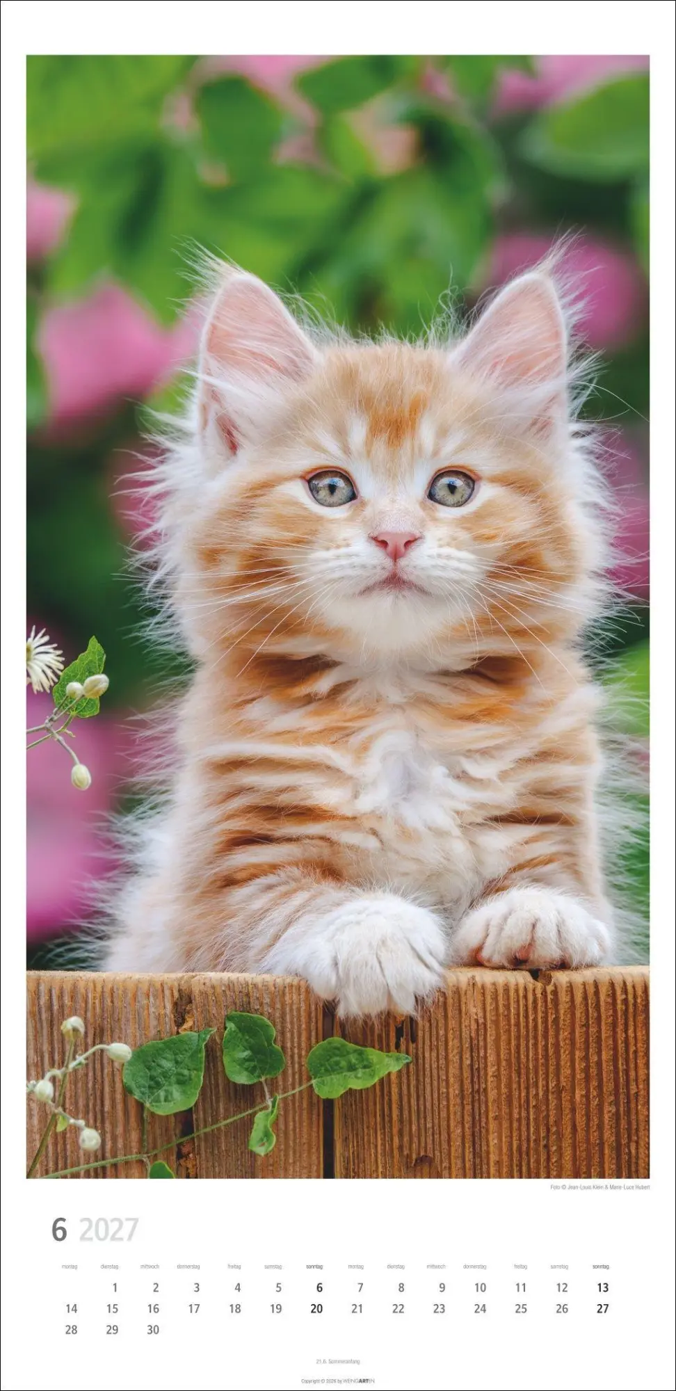 Bild: 9783839903773 | Katzen Kalender 2027 | Marie-Luce Hubert | Kalender | Spiralbindung