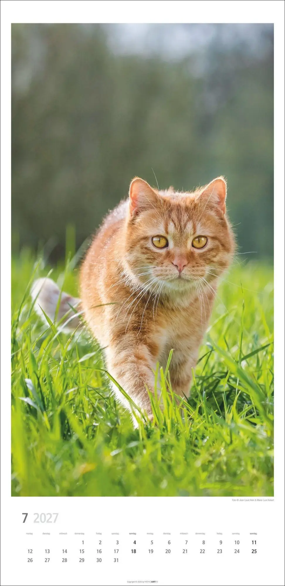 Bild: 9783839903773 | Katzen Kalender 2027 | Marie-Luce Hubert | Kalender | Spiralbindung