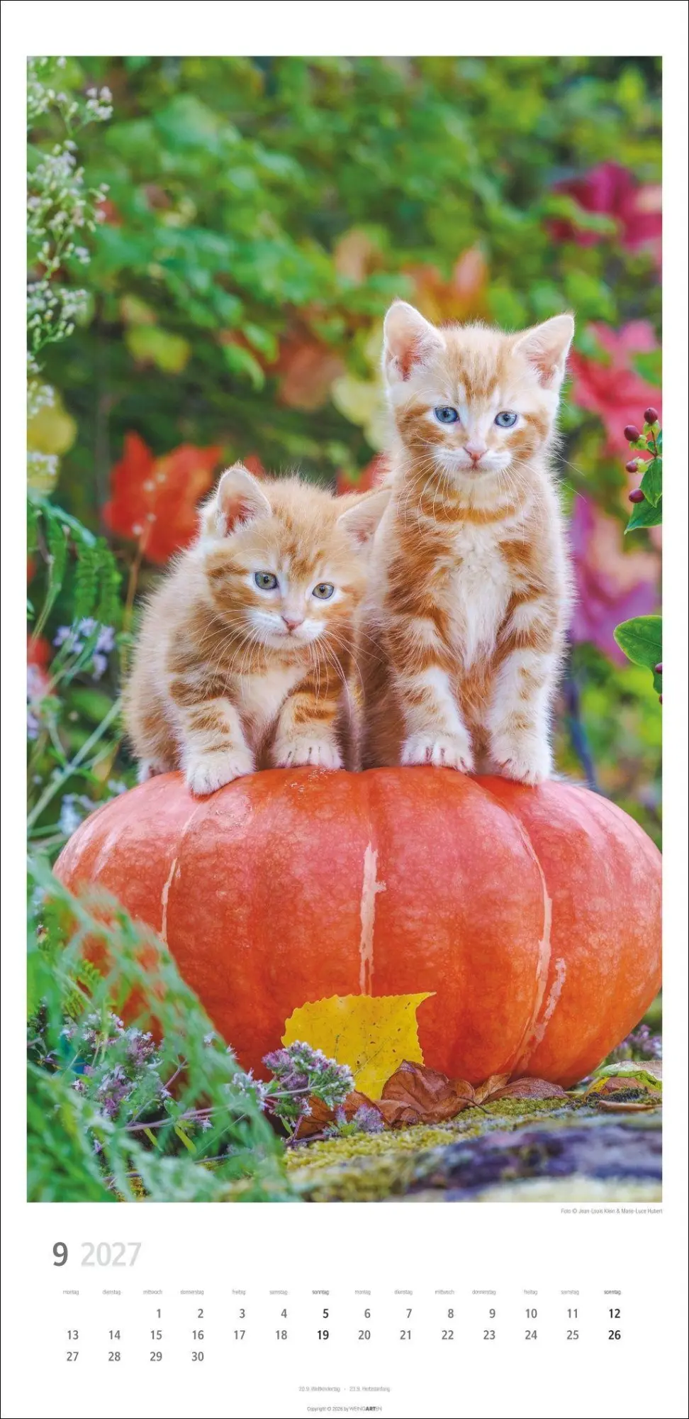 Bild: 9783839903773 | Katzen Kalender 2027 | Marie-Luce Hubert | Kalender | Spiralbindung
