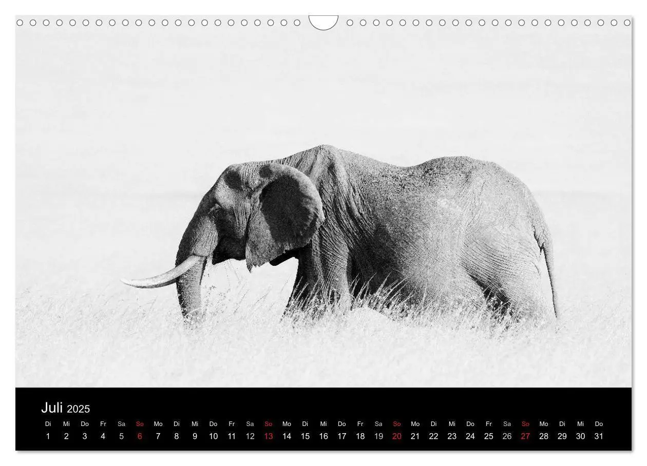 Bild: 9783435733873 | Elefanten Schwarz - Weiss (Wandkalender 2025 DIN A3 quer), CALVENDO...