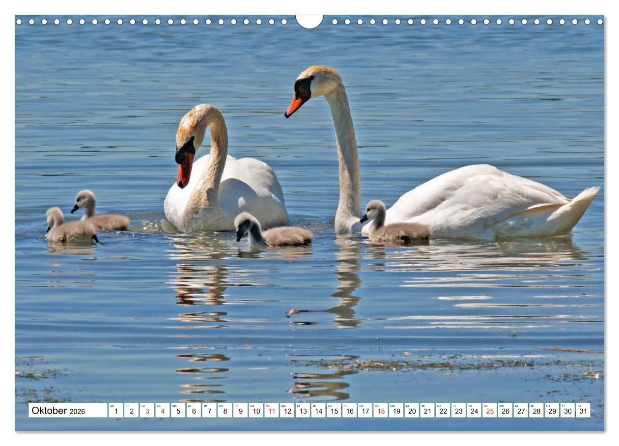 Bild: 9783457753873 | Chiemsee - Sommerferien am bayrischen Meer (Wandkalender 2026 DIN...