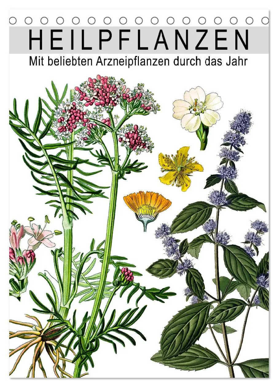 Cover: 9783516463873 | Heilpflanzen (Tischkalender 2026 DIN A5 hoch), CALVENDO Monatskalender