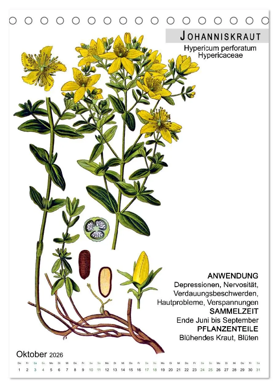 Bild: 9783516463873 | Heilpflanzen (Tischkalender 2026 DIN A5 hoch), CALVENDO Monatskalender