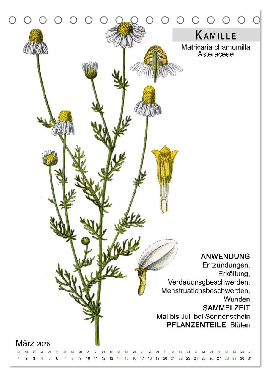Bild: 9783516463873 | Heilpflanzen (Tischkalender 2026 DIN A5 hoch), CALVENDO Monatskalender