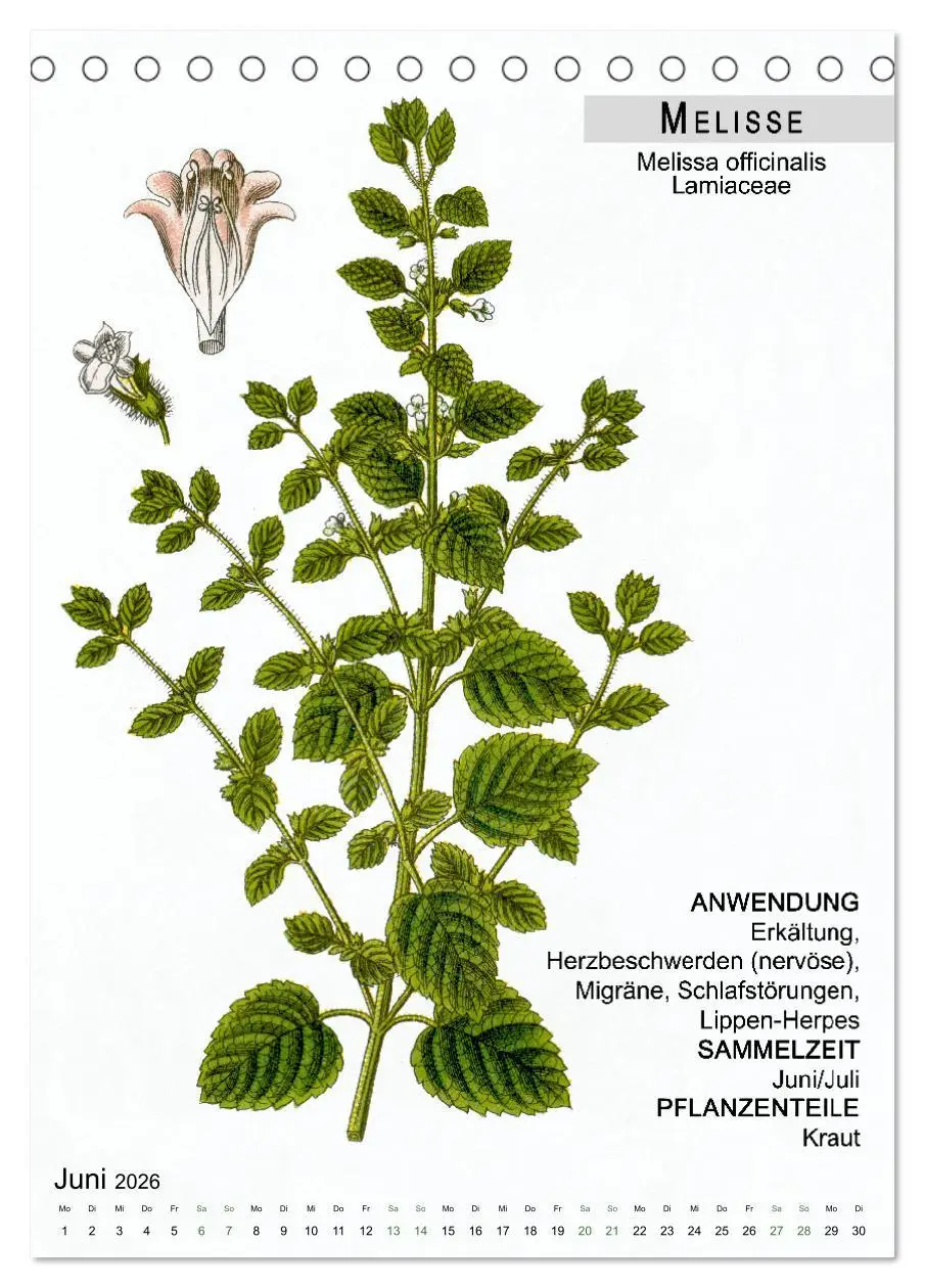 Bild: 9783516463873 | Heilpflanzen (Tischkalender 2026 DIN A5 hoch), CALVENDO Monatskalender