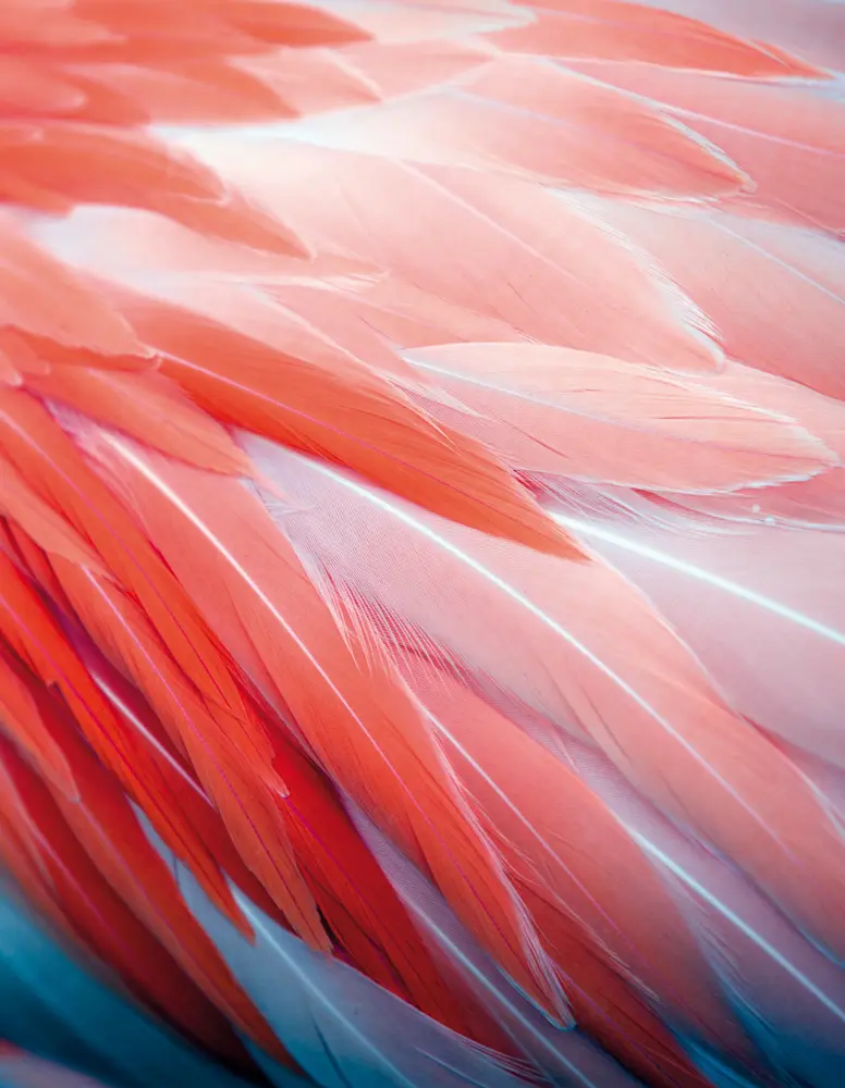 Cover: 9783965543973 | Flamingo Feathers | Blankbook | Buch | 144 S. | Deutsch | 2021