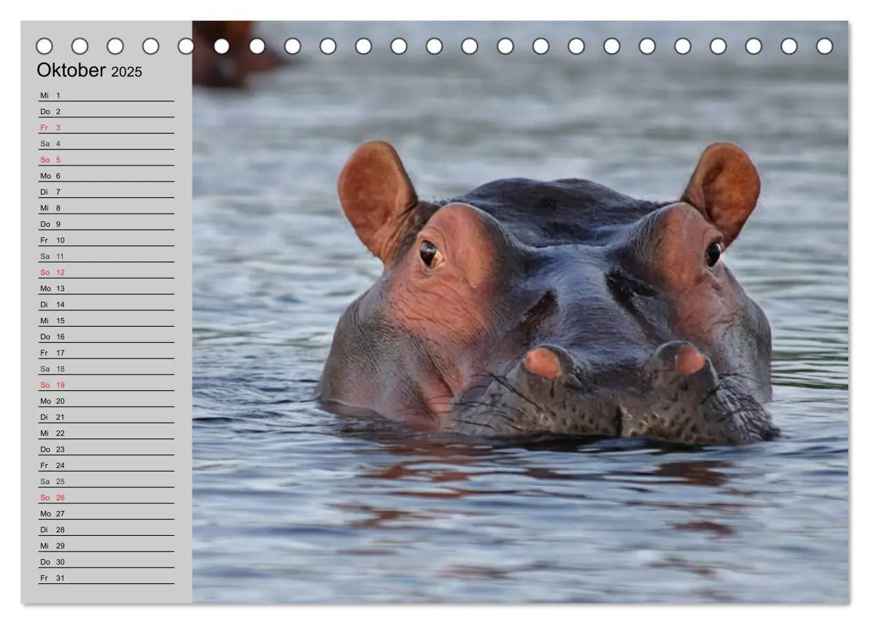 Bild: 9783435534173 | Nashörner und Flusspferde (Tischkalender 2025 DIN A5 quer),...