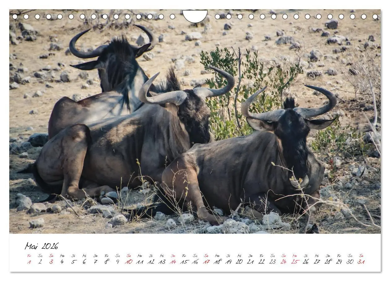 Bild: 9783457624173 | X Tage in Namibia - Ein Roadtrip im Süden von Afrika (Wandkalender...
