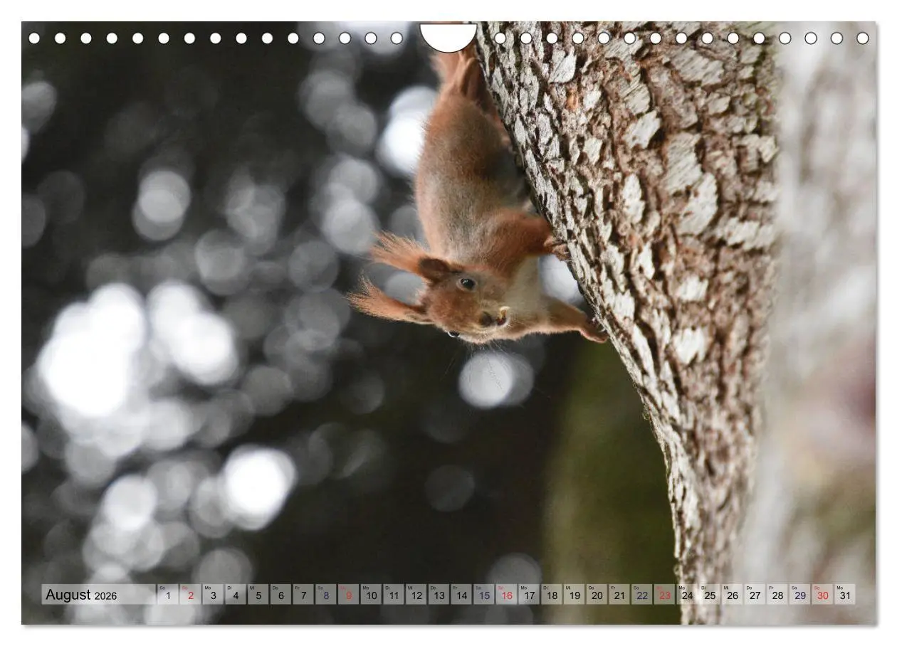 Bild: 9783516024173 | Eichhörnchen-Spaß (Wandkalender 2026 DIN A4 quer), CALVENDO...