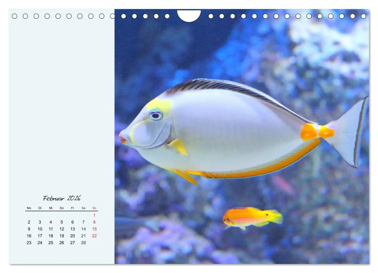 Bild: 9783457774373 | Salzwasseraquarium. Meeresfische im heimischen Wohnzimmer...