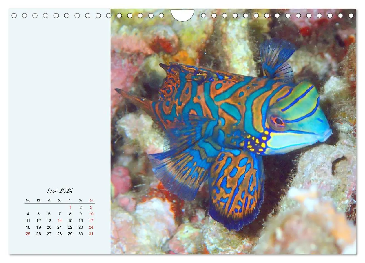 Bild: 9783457774373 | Salzwasseraquarium. Meeresfische im heimischen Wohnzimmer...