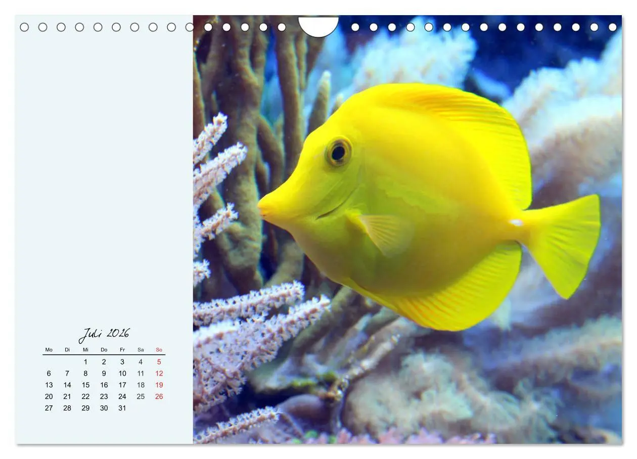 Bild: 9783457774373 | Salzwasseraquarium. Meeresfische im heimischen Wohnzimmer...