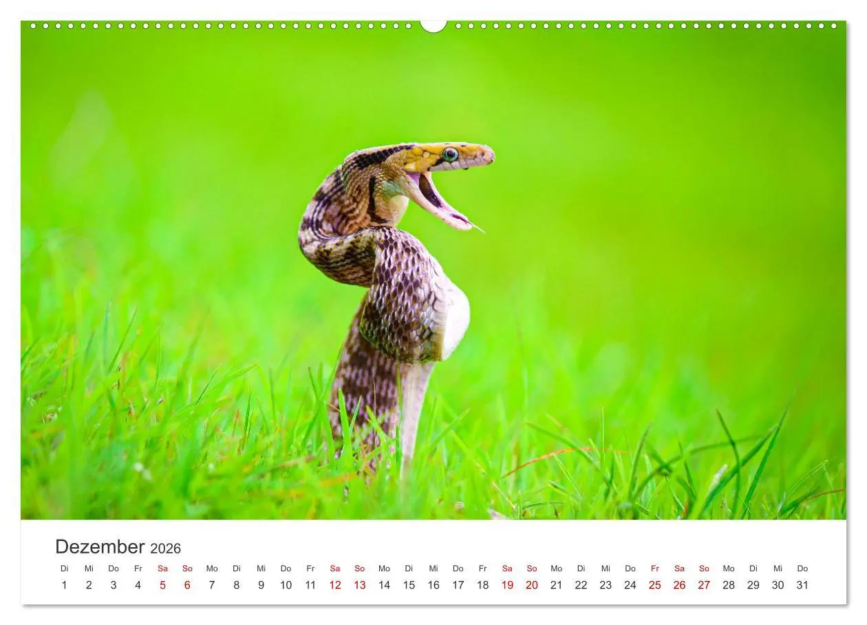 Bild: 9783457384473 | Faszination Schlangen (hochwertiger Premium Wandkalender 2026 DIN...