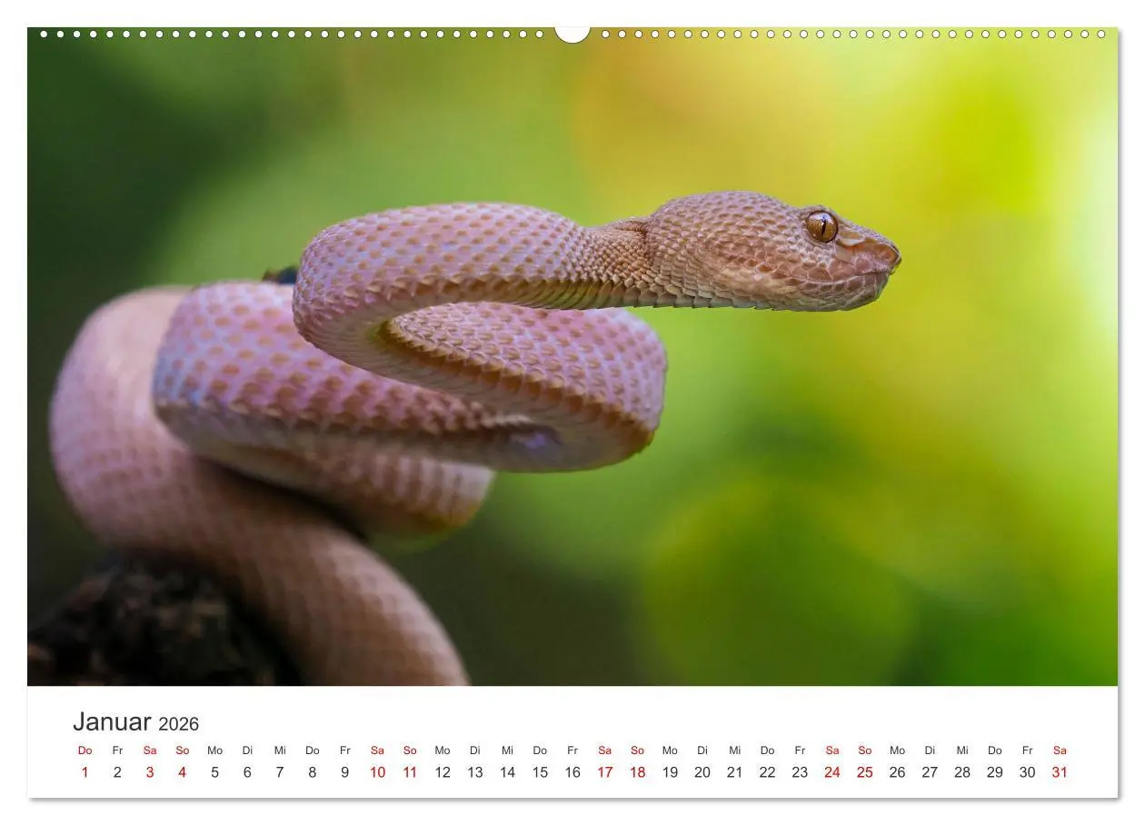 Bild: 9783457384473 | Faszination Schlangen (hochwertiger Premium Wandkalender 2026 DIN...