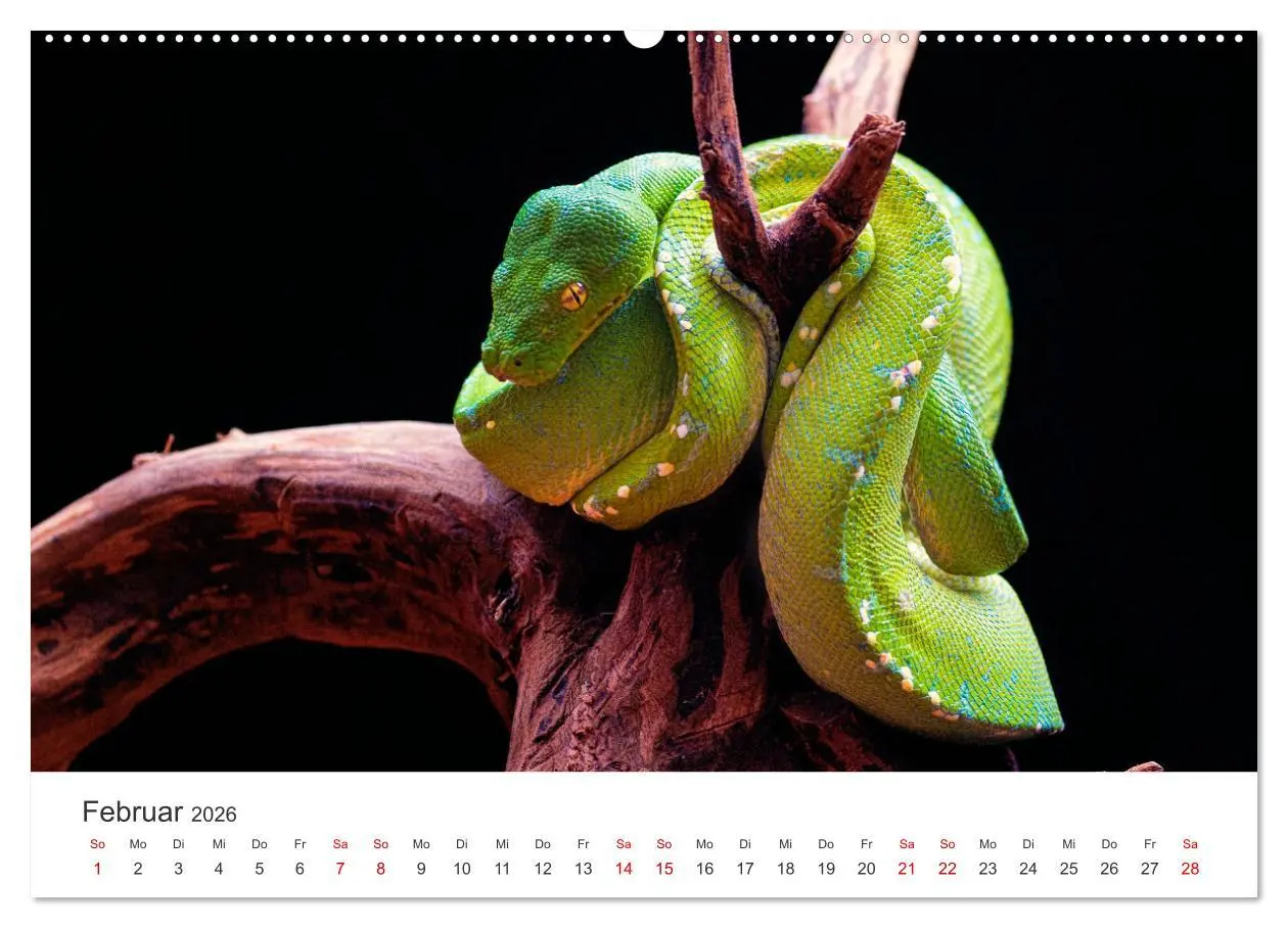 Bild: 9783457384473 | Faszination Schlangen (hochwertiger Premium Wandkalender 2026 DIN...