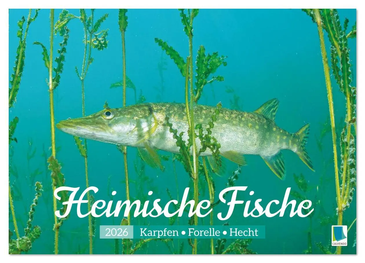 Cover: 9783516614473 | Heimische Fische: Karpfen, Forelle, Hecht (Wandkalender 2026 DIN A3...