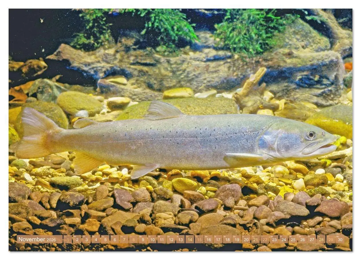 Bild: 9783516614473 | Heimische Fische: Karpfen, Forelle, Hecht (Wandkalender 2026 DIN A3...
