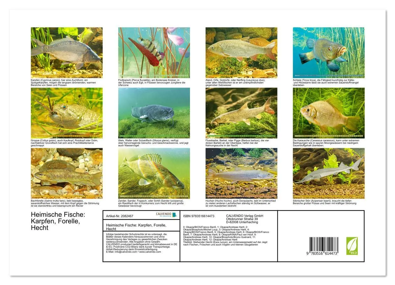 Bild: 9783516614473 | Heimische Fische: Karpfen, Forelle, Hecht (Wandkalender 2026 DIN A3...