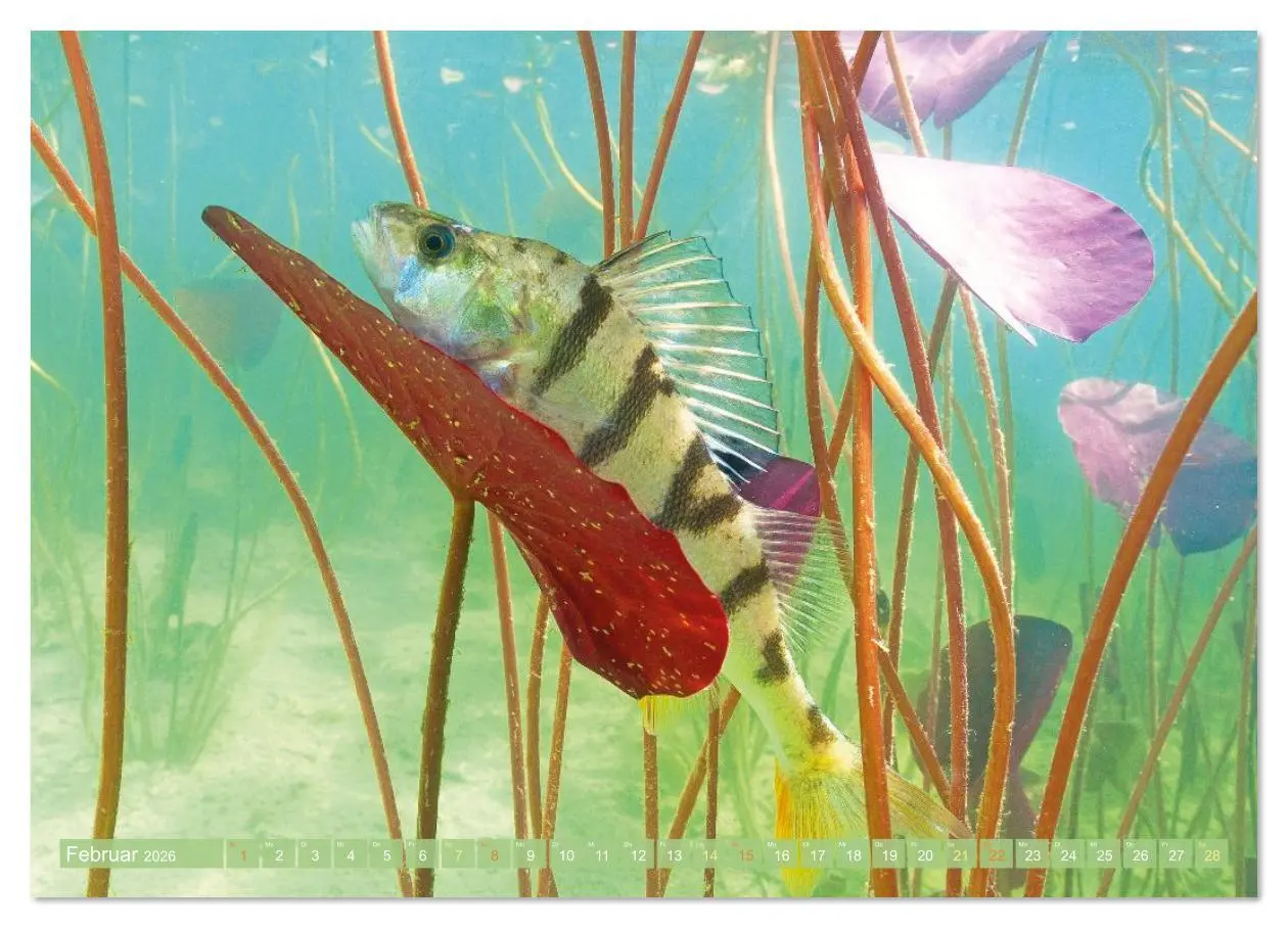 Bild: 9783516614473 | Heimische Fische: Karpfen, Forelle, Hecht (Wandkalender 2026 DIN A3...