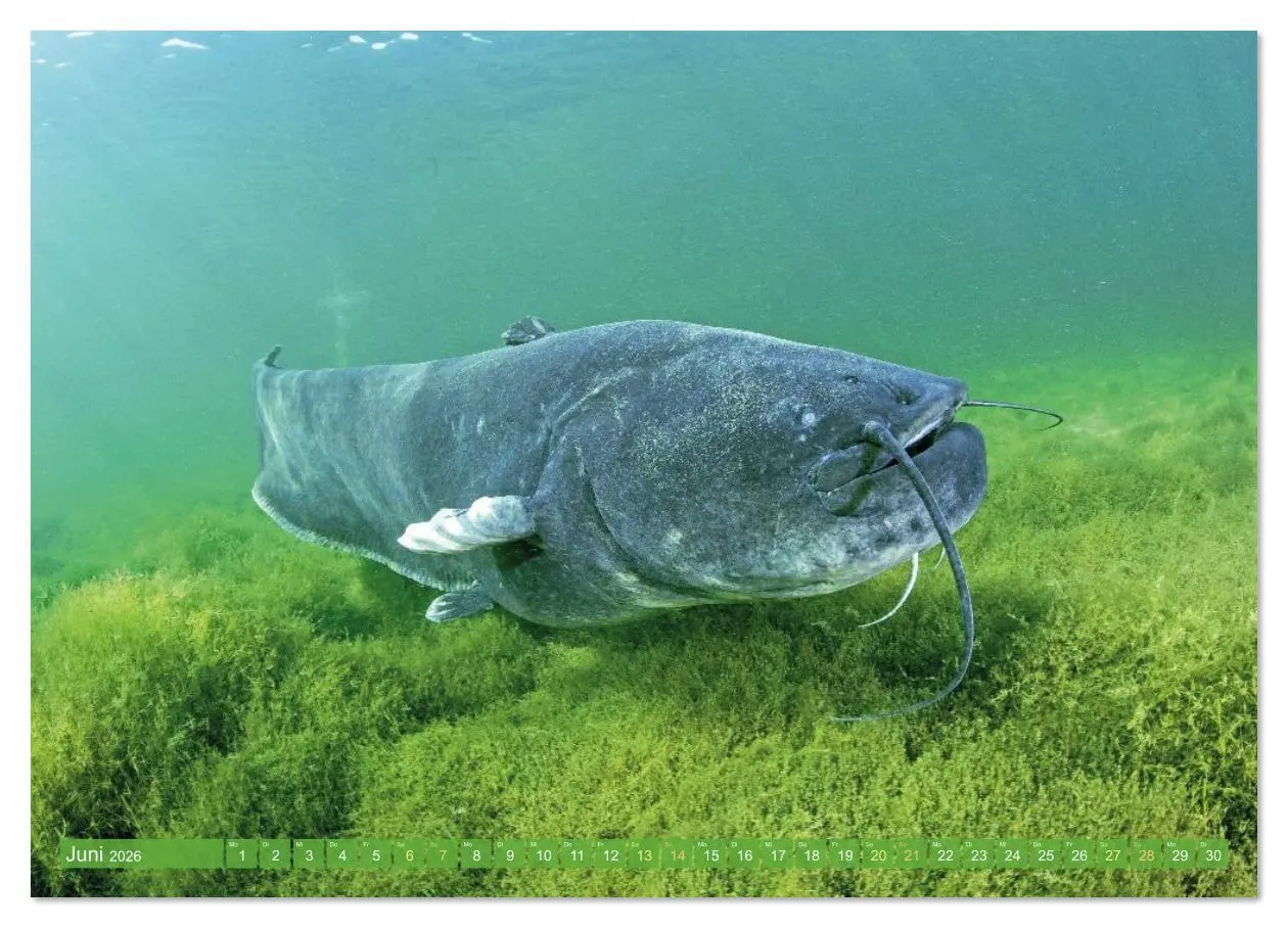 Bild: 9783516614473 | Heimische Fische: Karpfen, Forelle, Hecht (Wandkalender 2026 DIN A3...